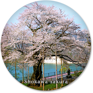 Shokawa-sakura
